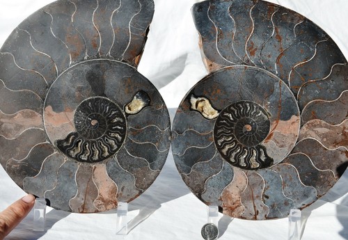 Large black ammonite cut - black,