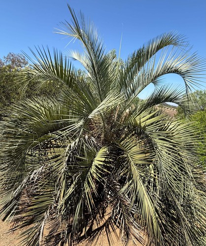 Butia capitata jelly palm - butia,