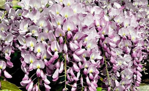 Glycine rose parfumee - glycine,
