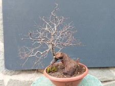 Bonsaï orme champêtre en pot 50 x 20 cm plante articulée arbre pré bonsaï...