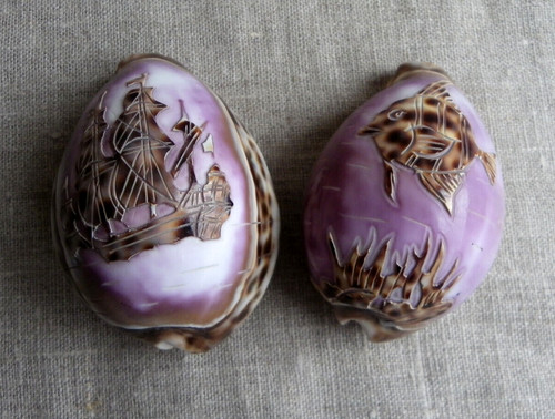 Coquillages cypraea tigris - cypraea,