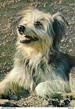 Animaux - Chiens - Labrit des Pyrénées - Collection d'art Pyrénéen - Carte Neuve