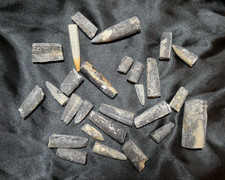 Lot 27 Rostres de bélemnite