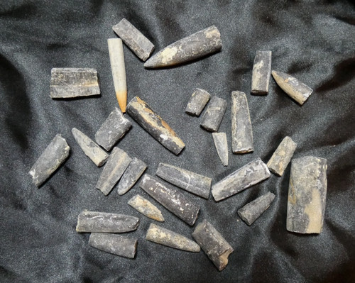 Lot rostres bélemnite - lot, de