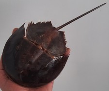 curiosité , taxidermie