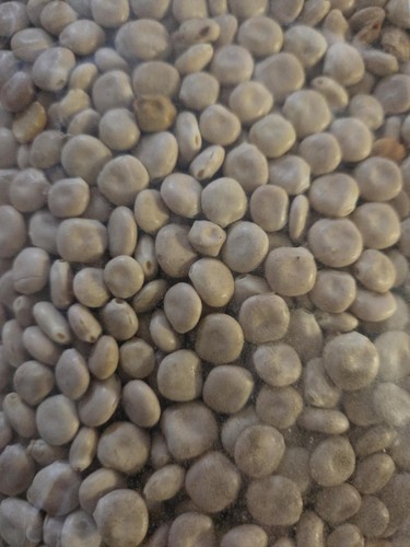 5kg graine lupin - de,