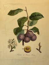 POITEAU, la pomologie