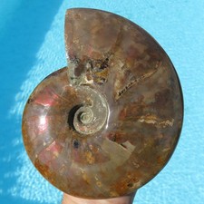 Minerali ENORME AMMONITE