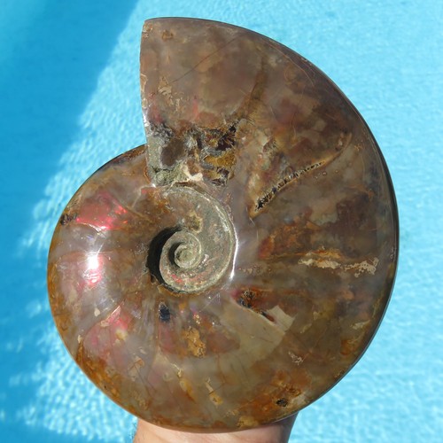 Minerali enorme ammonite - enorme,