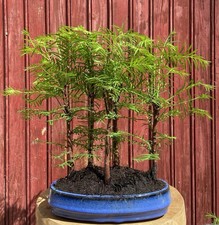 Bonsaï forêt métasequoia - bonsaÏ,