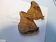 Entomologie Morphinae Morpho anaxibia  2 males Bresil  Santa Catarina