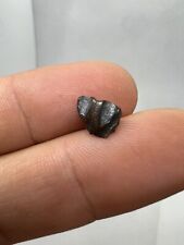 Nice Hadrosaur Tooth Dinosaur Dinosaure Dent Fossile Fossile Fossili Dino