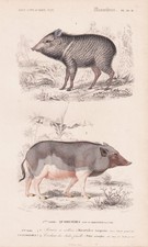Sanglier Pecari Tajacu Pekari Pig Gravure En Acier Orbigny 1861