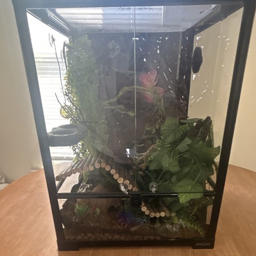 Glass reptile terrarium with - glass,