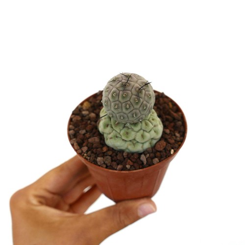 Tephrocactus geometricus two - geometricus,