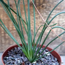 D1212 albuca spiralis - d1212,