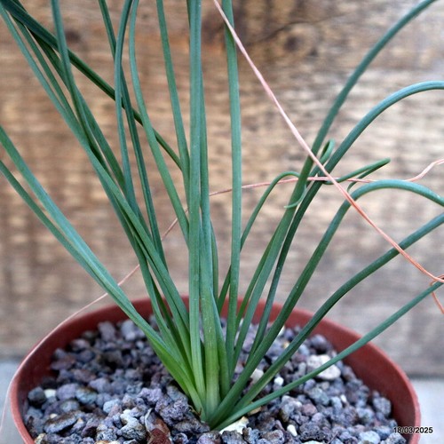 D1212 albuca spiralis - d1212,