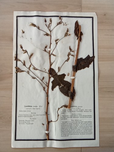 Ancien herbier botanique - ancien,