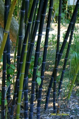 Black bamboo phyllostachys - black,