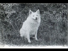 ETUDE de CHIEN / LOULOU POMERANIEN , cliché début 1900