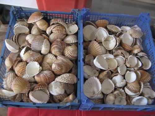 606 lot de 160 - "606.10",