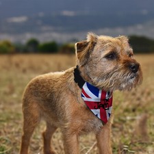 Le Jam Union Jack Design Chien