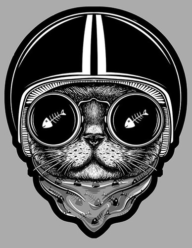Chat cat head - chat,