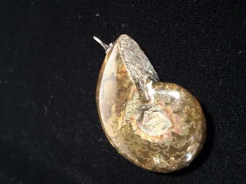 Fossilized nautilus shell - nautilus,