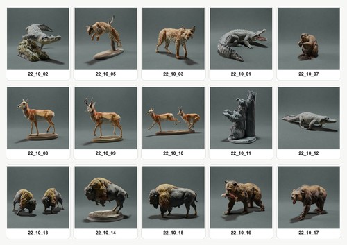Animaux amérique nord - animaux, d’amérique