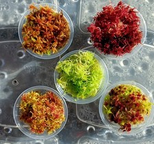 Mousse de sphaigne vivante