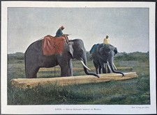 Ceylan Éléphants trainant un madrier Photochrome v. 1890 par Charles Gillot