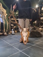 Trophée de cerf élaphe tête