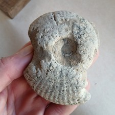 Ammonite, Fossiles France
