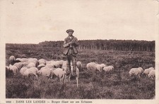 40 DANS LES LANDES BERGER SUR