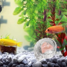 Attrape-escargots pour