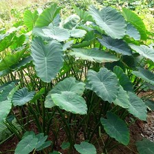 Colocasia esculenta - Taro
