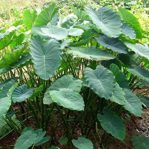 Colocasia esculenta taro - -,
