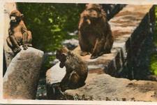 ALGERIE Gorges de la Chiffa Au
