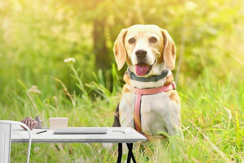 Chien herbe a045 animal - 3d,