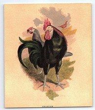 Lithographie Antique Harrison