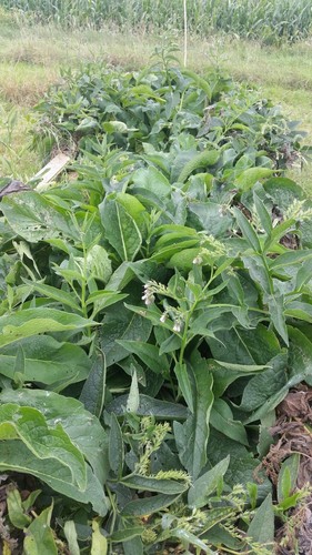 Consoude russie 6 - de, plants