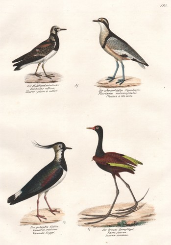 Kiebitz lapwing pluvier oiseau - pluvier,