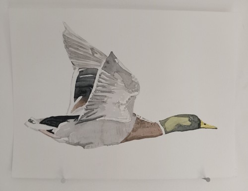 Canard colvert vol - colvert,