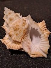 bufonaria nobilis