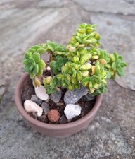 Aeonium lindleyi variegata