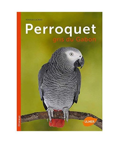 Perroquet gris gabon - gris, du