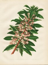 Daphné D'Hiver Fleurs De