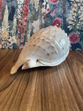 Coquille  Coquillage Cassis
