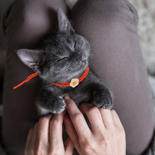 Pcs plaque chien - chien, collier