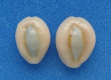 Coquillage de collection: Cypraea obvelata (x2) (Cypraeidae, Polynésie) Seashell